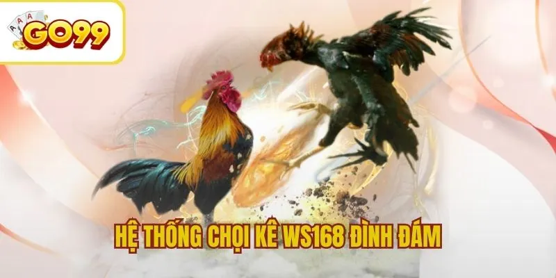 Hệ thống sảnh cược chọi kê WS168 đình đám